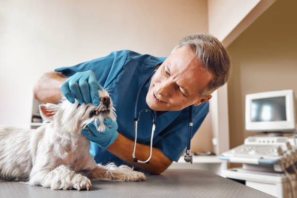 Best Emergency Root Canal Therapy in Wayne, IL